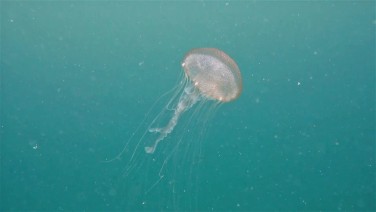 Средиземное море медузы