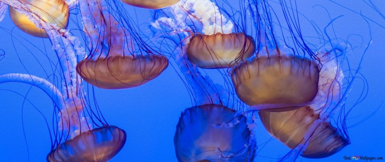 Chrysaora fuscescens IV