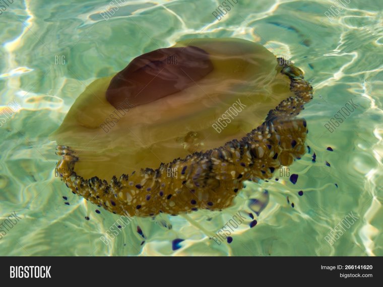 Коричневая медуза в Средиземном море