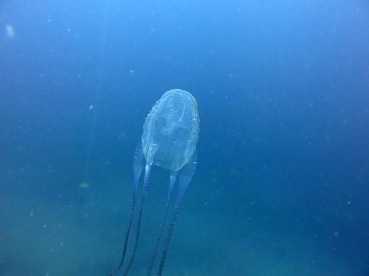 Ядовитые медузы Средиземного моря