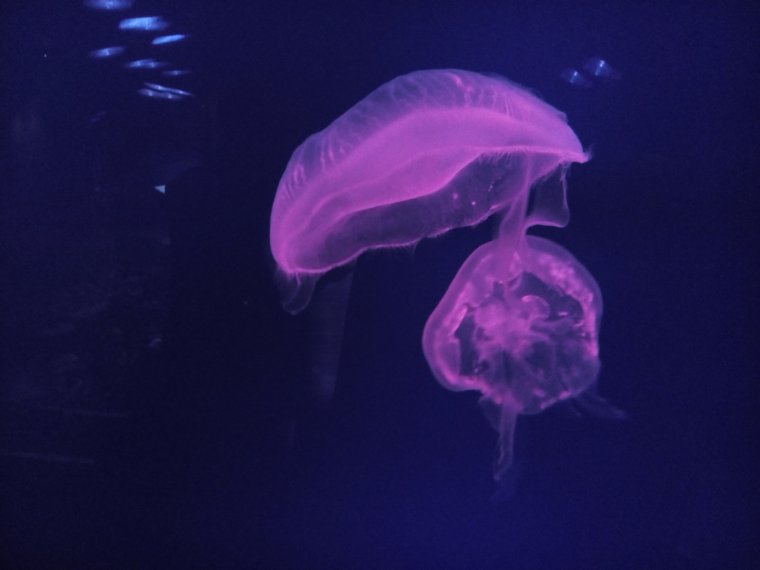 Медузы в ОАЭ