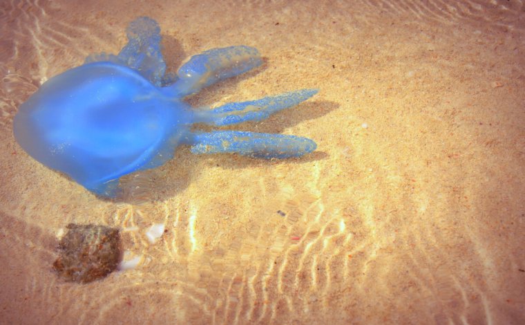 Медузы в Шардже