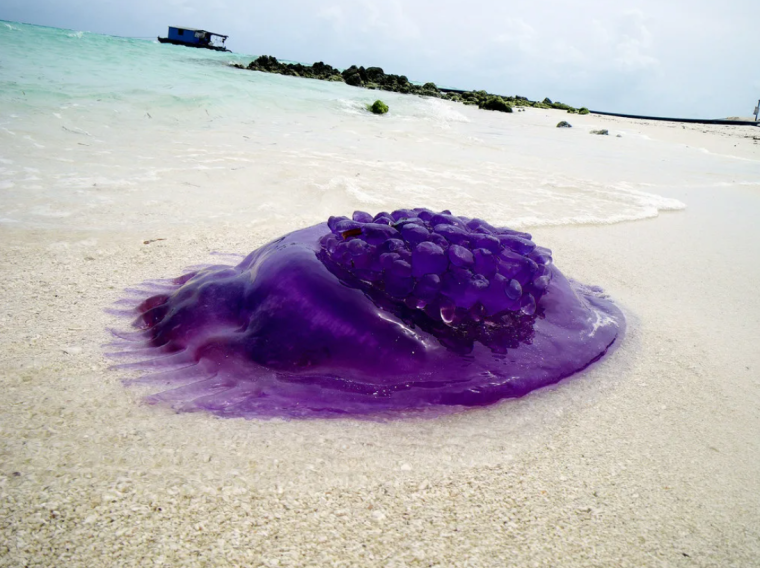Фиолетовые медузы в Красном море