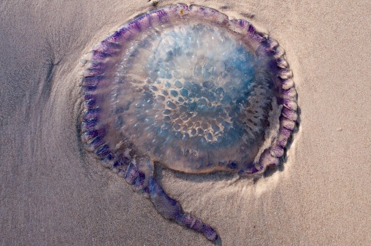 Медузы Оманского залива