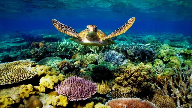 Большой Барьерный риф (ББР). Австралия.