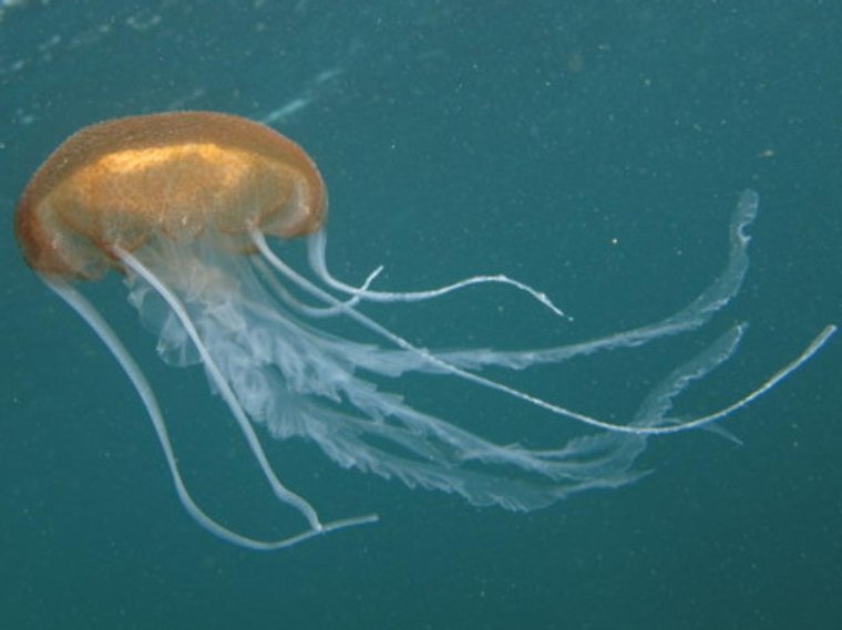 Медузы Эгейского моря