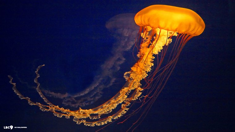 Сцифоидные медузы