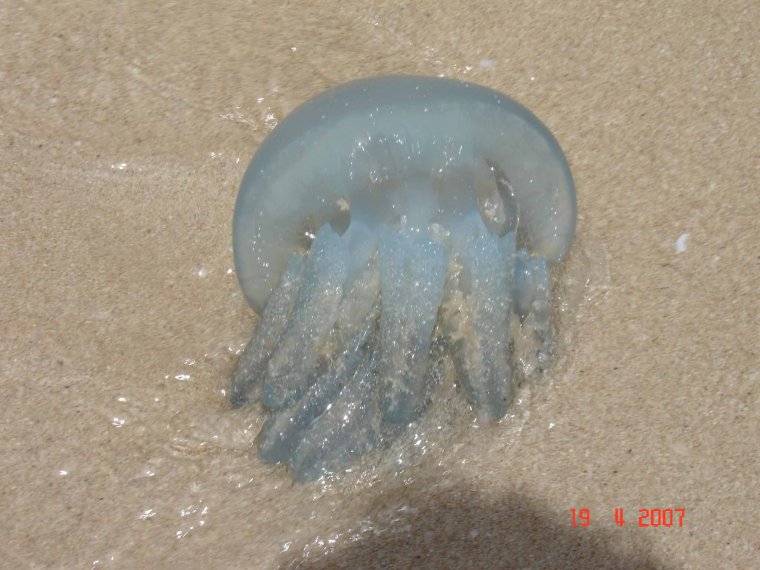 Медузы Персидского залива