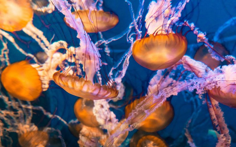 Макро под водой