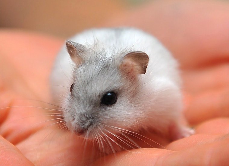 Породы хомяков Роборовского