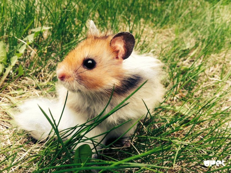 Карбаши хомяки