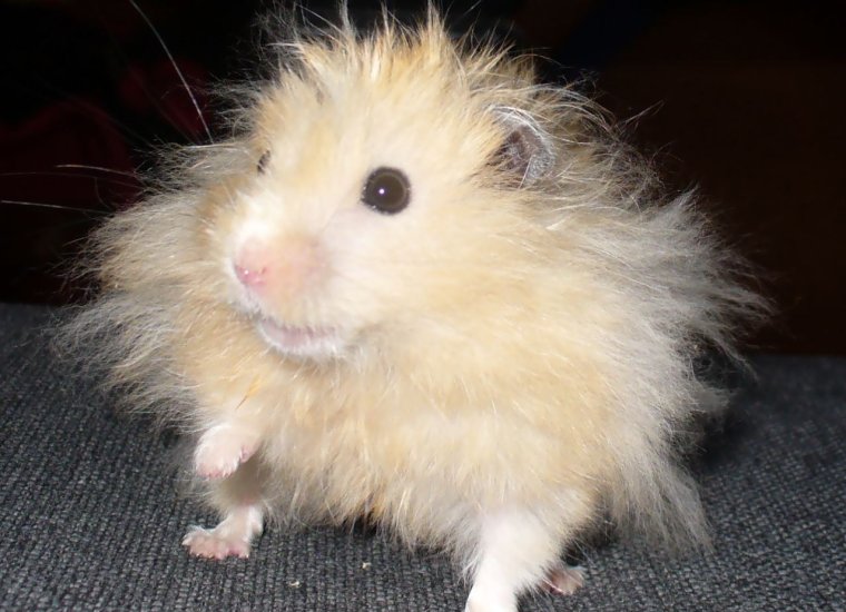 Ангорский хомяк серый