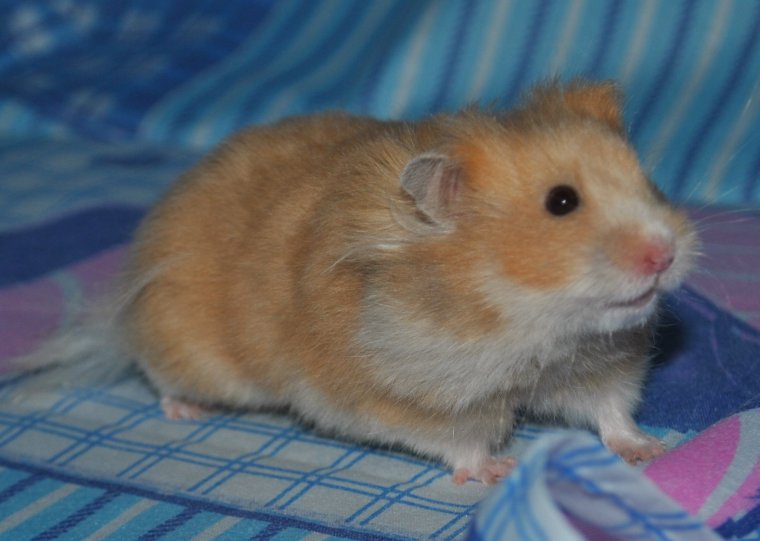 Сибирский хомяк