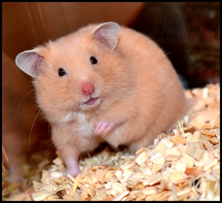 Сирийский хомяк короткошерстный