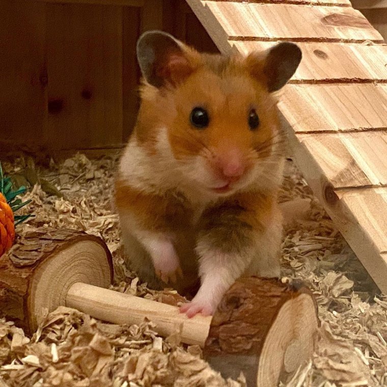 Лучшие породы хомяков