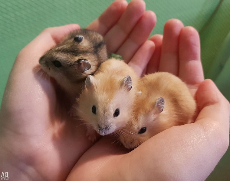 Джунгарский хомяк расцветки