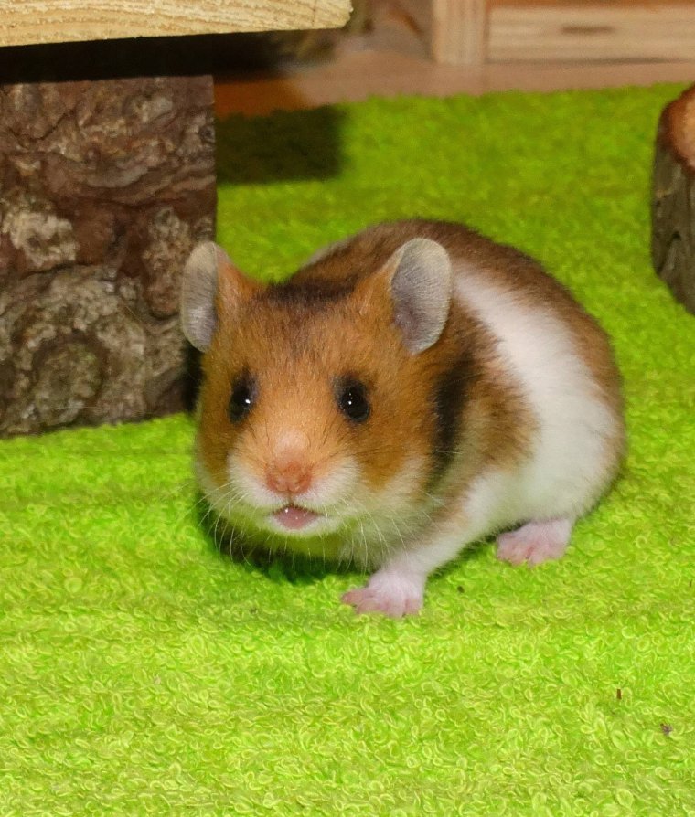 Королевский сирийский хомяк