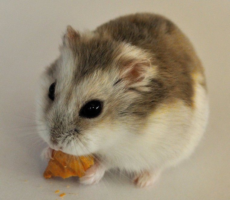 Хомяки породы Роборовского
