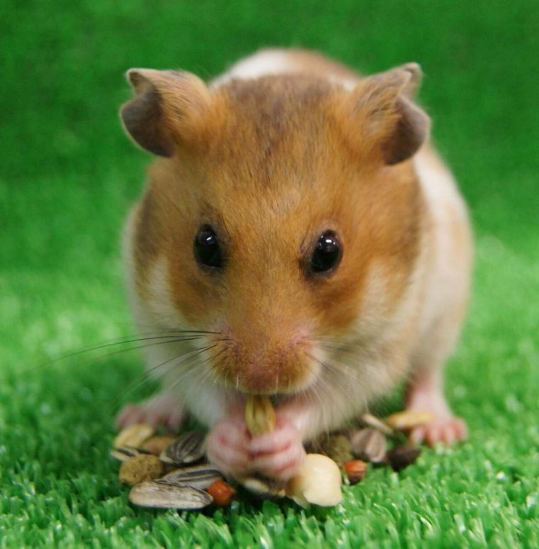 Сирийский золотистый хомячок