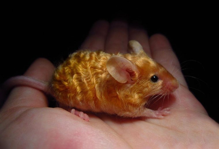 Кудрявая сатиновая мышь