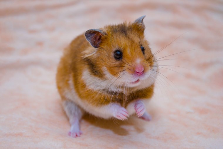 Трясущийся хомяк