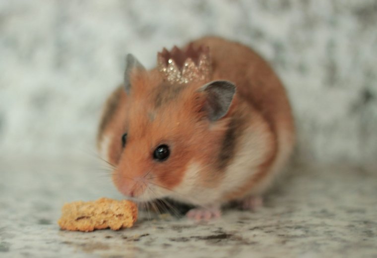 Сирийский золотистый хомячок