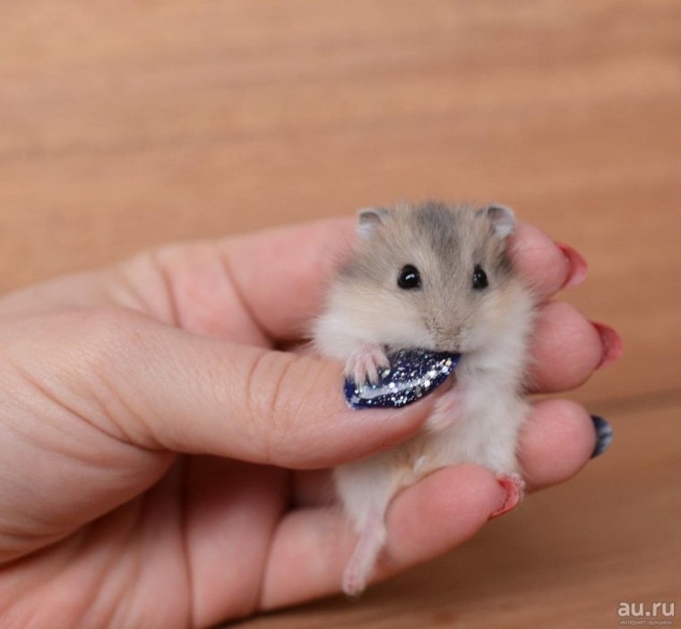 Хомяк джунгарский шиншилловый