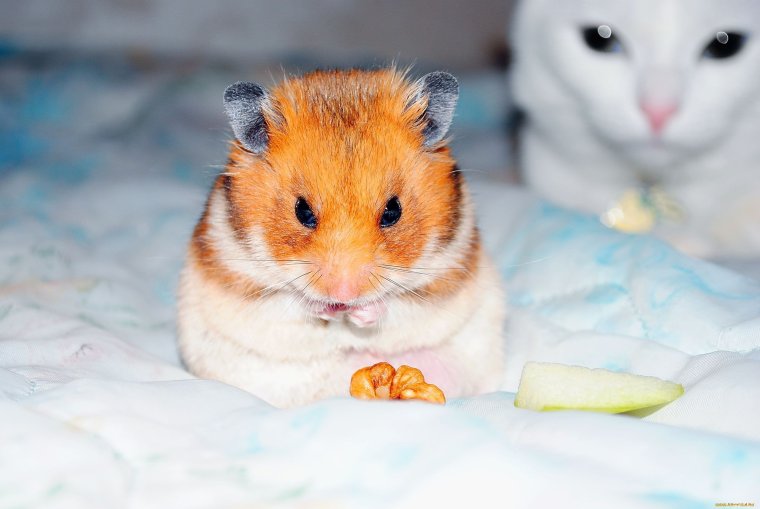 Mesocricetus auratus