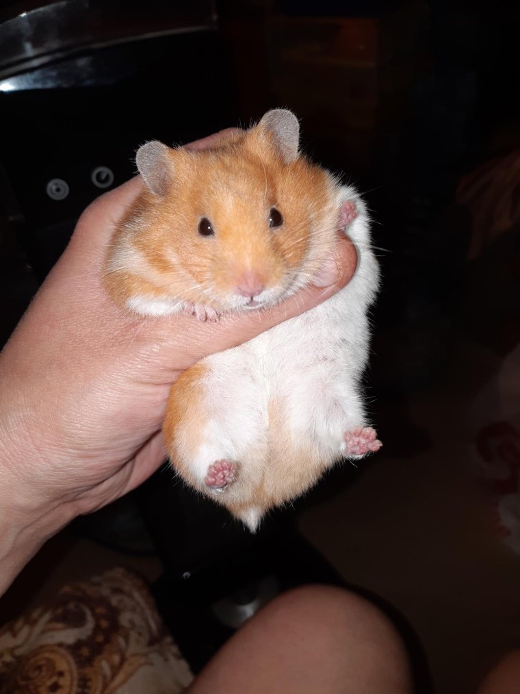 Сирийский хомяк короткошерстный