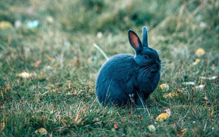 Водяной кролик