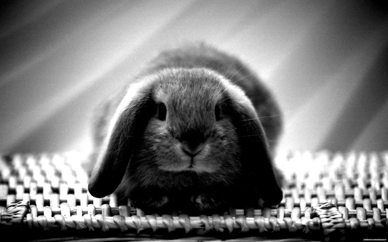 Милый черный кролик