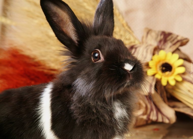 Черный декоративный кролик