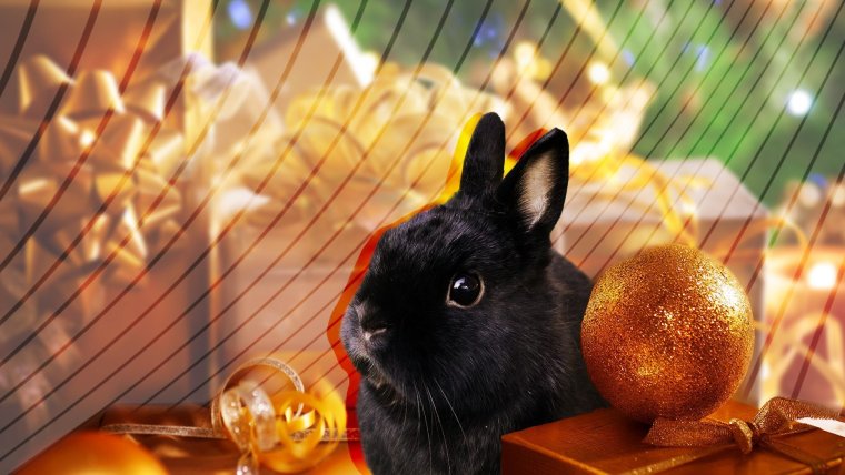 Кролик встречает