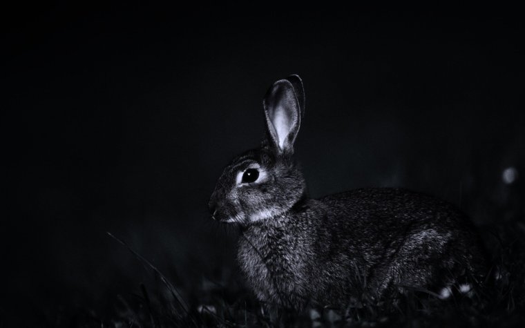Черный заяц