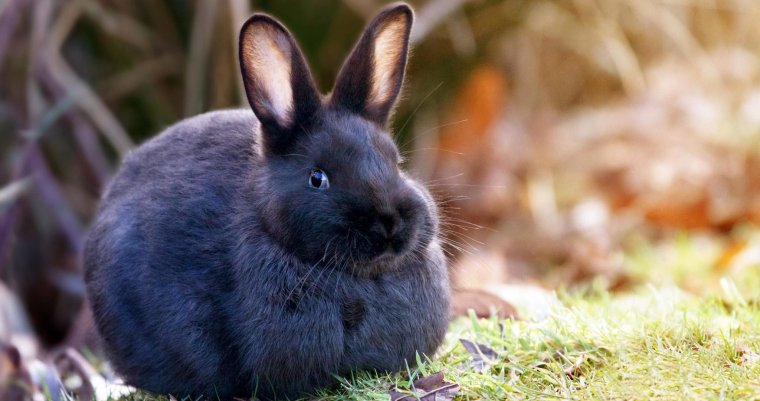 Полудикий кролик Австралия