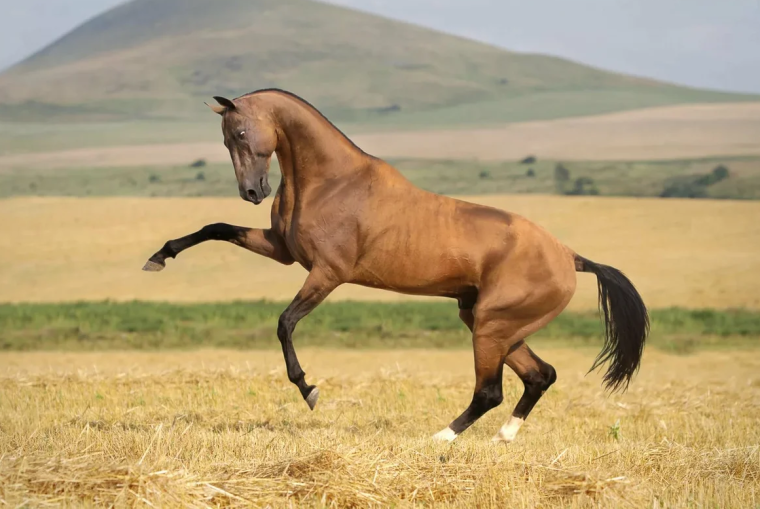 Гнедой текинец