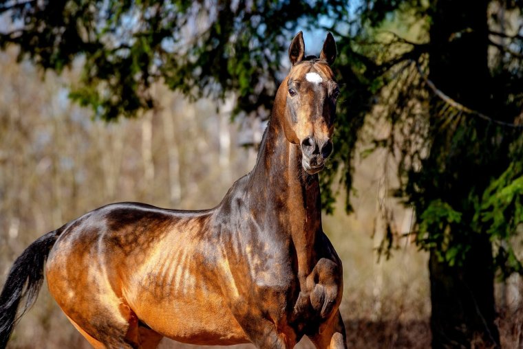 Ахалтекинский конь