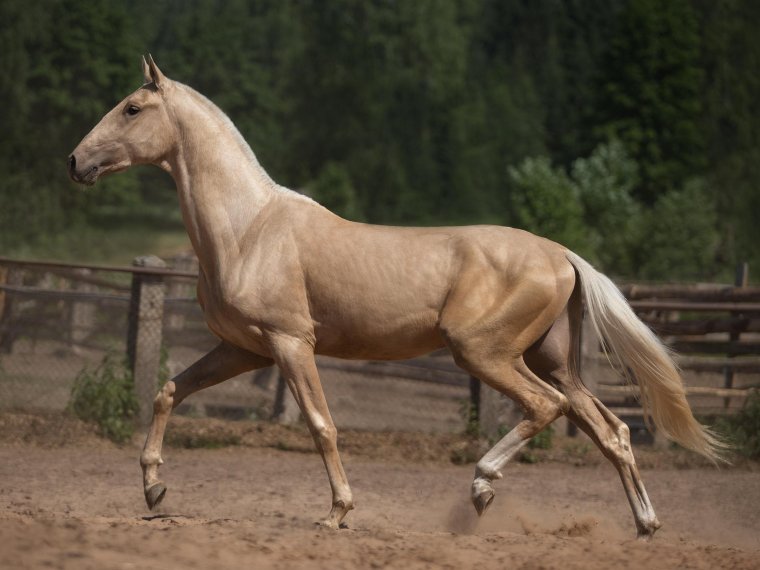 Ахалтекинская лошадь Соловая