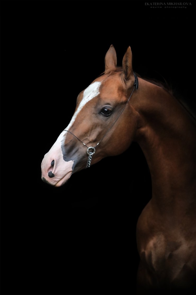 Ахалтекинская лошадь рыжей масти