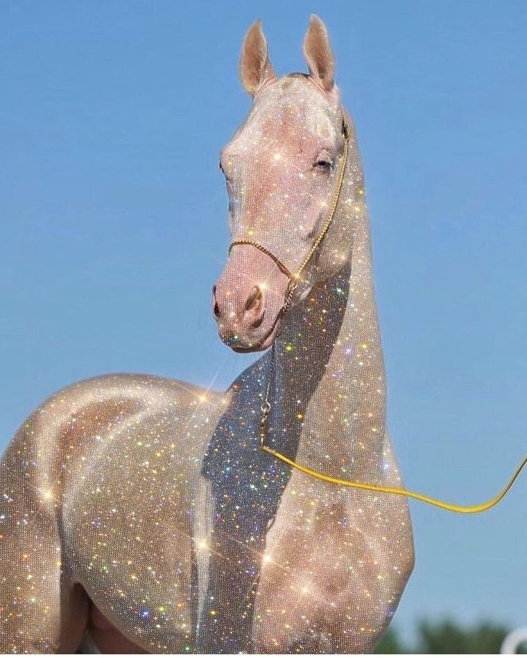 Ахалтекинская Изабелловая