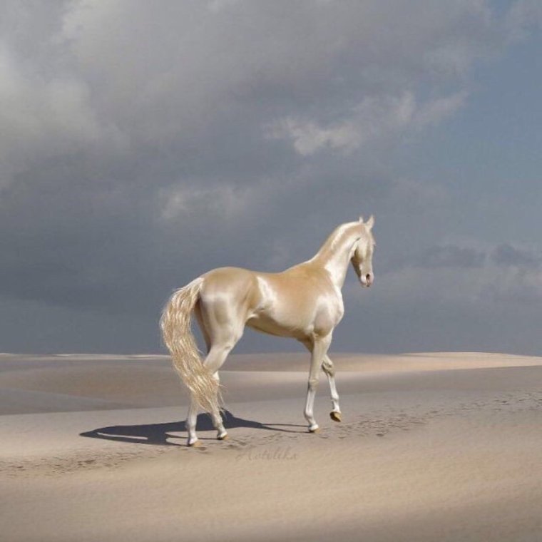 Изабелловая масть ахалтекинец