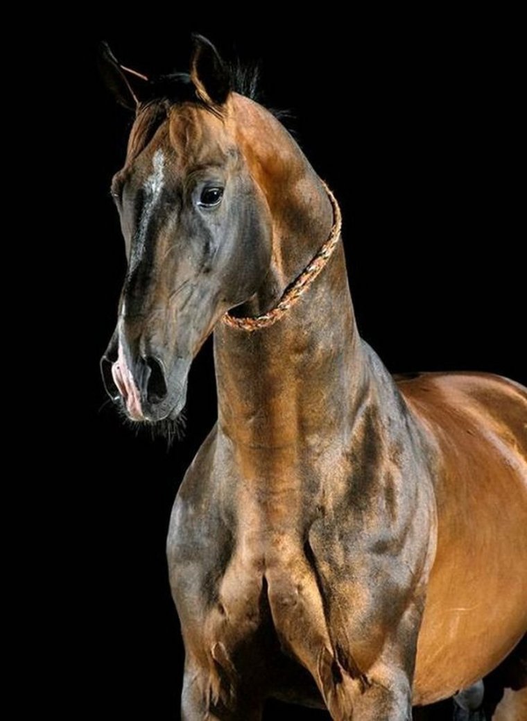 Золотой ахалтекинец лошадь