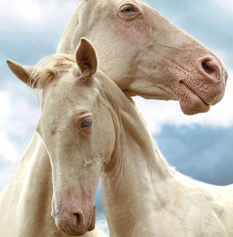 Ахалтекинский конь изабелловой масти