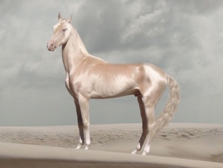 Ахалтекинец изабелловой масти