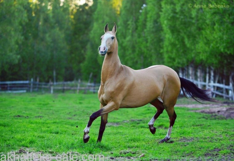 Буланый ахалтекинец