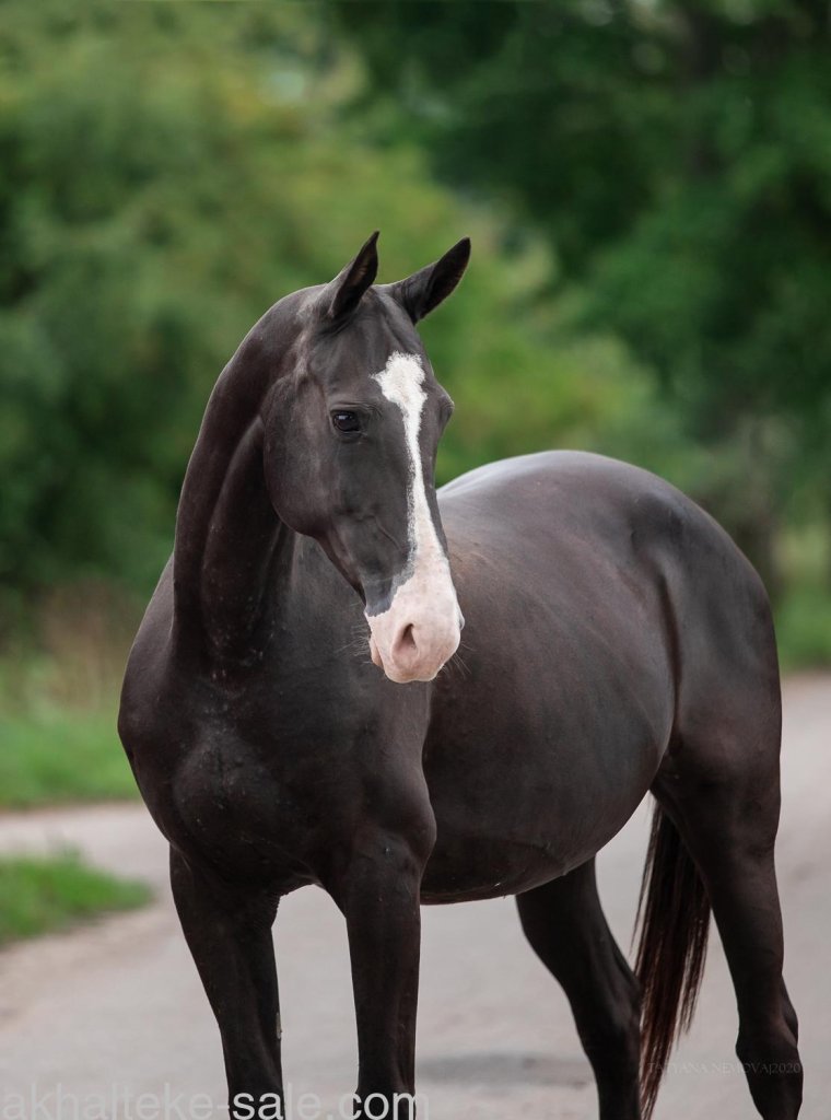 Ахалтекинская лошадь самая красивая в мире 2022 черная