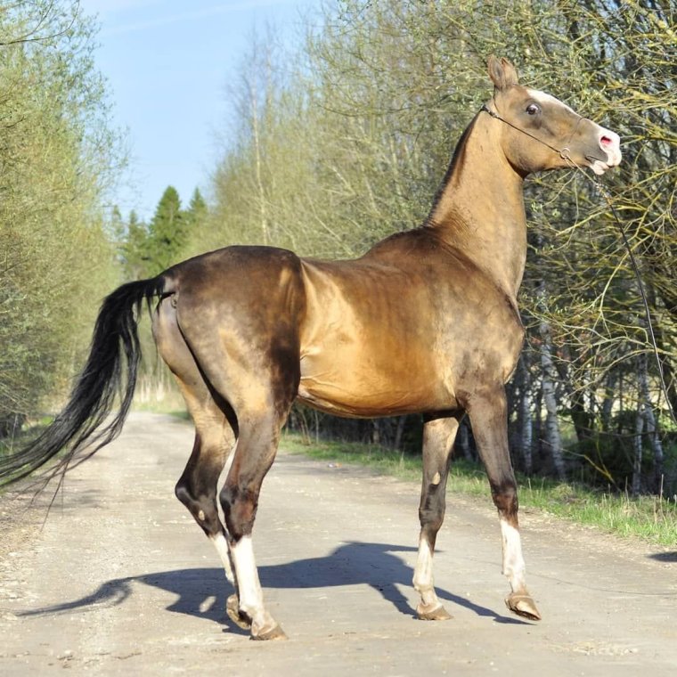 Ахалтекинец Изабелла