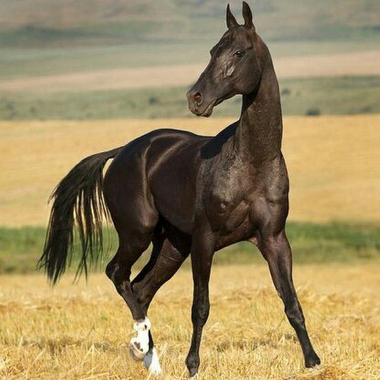 Ахалтекинская порода лошадей