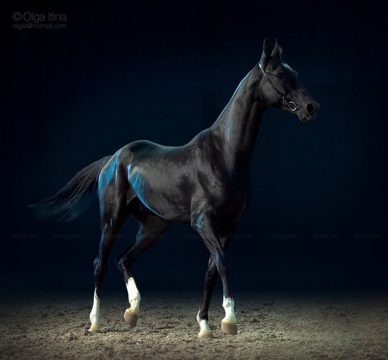 Ахалтекинская лошадь черная