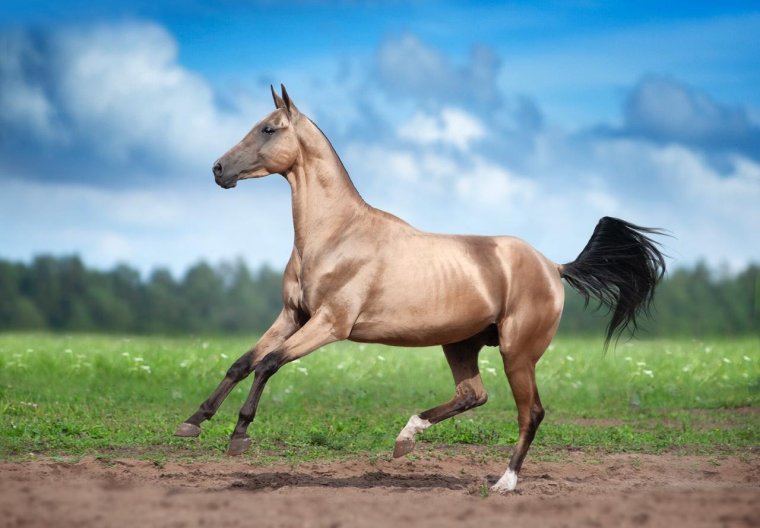 Пегий ахалтекинец